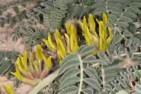 نبات Astragalus sparsus في بيئته الطبيعية