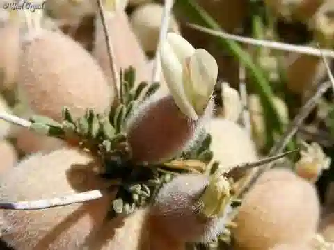 نبات Astragalus spinosus في بيئته الطبيعية