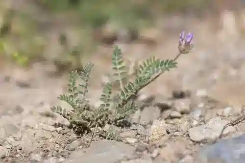 نبات Astragalus stella في بيئته الطبيعية