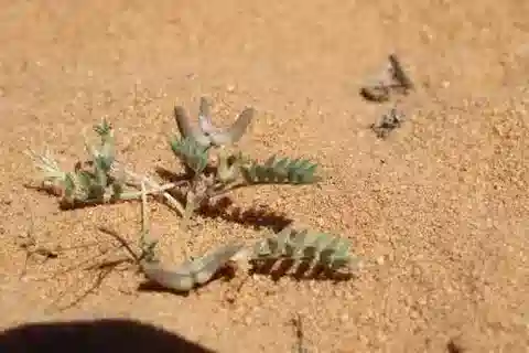 نبات Astragalus tribuloides var. mareoticus في بيئته الطبيعية