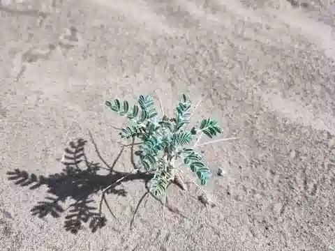 نبات Astragalus trigonus في بيئته الطبيعية