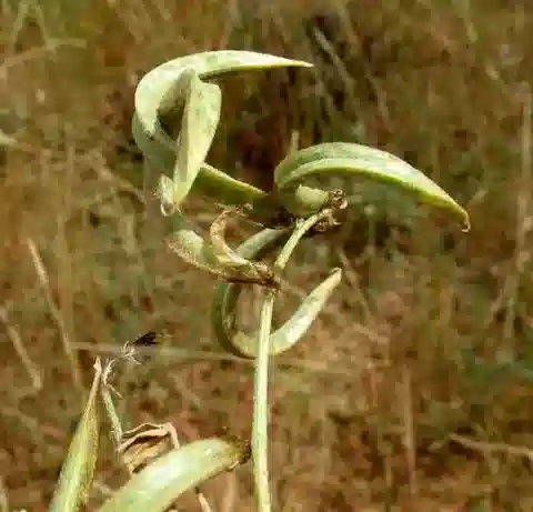 نبات Astragalus trimestris في بيئته الطبيعية