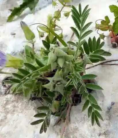 نبات Biserrula epiglottis في بيئته الطبيعية