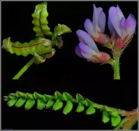 نبات Biserrula pelecinus subsp. pelecinus في بيئته الطبيعية