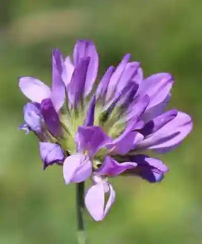 نبات Bituminaria bituminosa subsp. bituminosa في بيئته الطبيعية