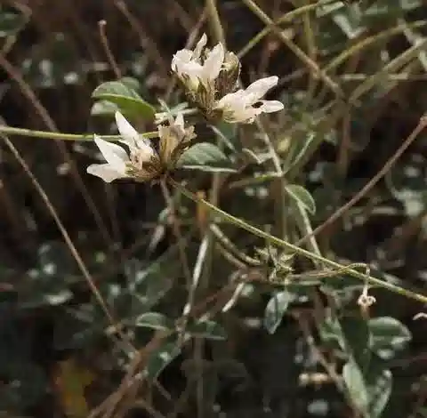 نبات Bituminaria flaccida في بيئته الطبيعية