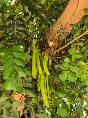 نبات Ceratonia siliqua في بيئته الطبيعية