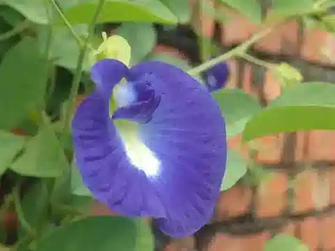 نبات Clitoria ternatea في بيئته الطبيعية