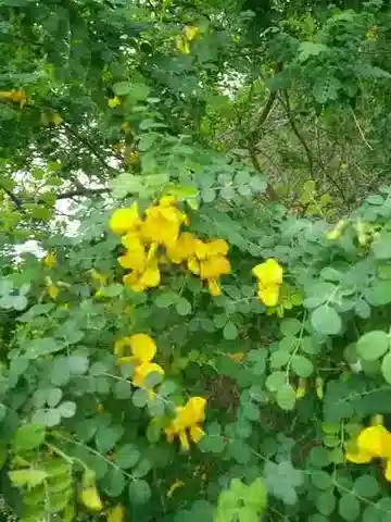 نبات Colutea istria في بيئته الطبيعية