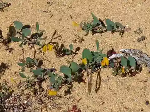 نبات Coronilla repanda في بيئته الطبيعية
