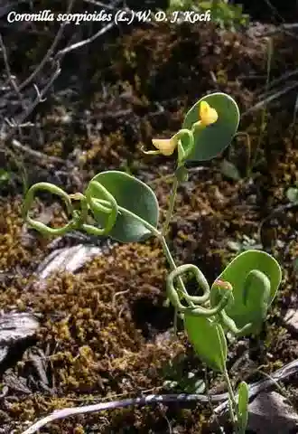 نبات Coronilla scorpioides في بيئته الطبيعية