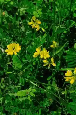 نبات Coronilla securidaca في بيئته الطبيعية