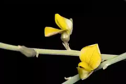 نبات Crotalaria aegyptiaca في بيئته الطبيعية