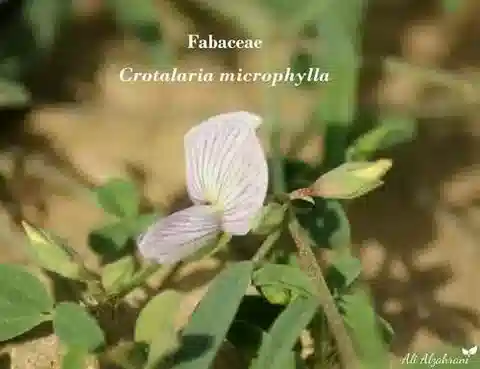 نبات Crotalaria microphylla في بيئته الطبيعية