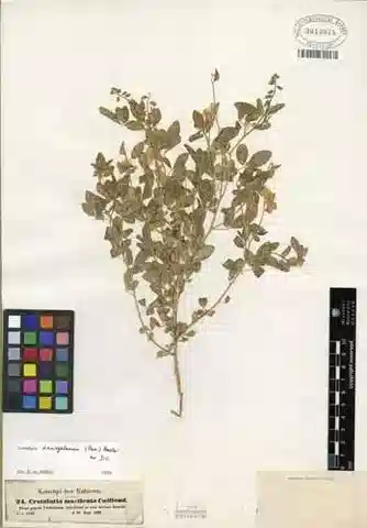نبات Crotalaria senegalensis في بيئته الطبيعية