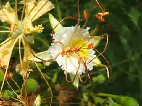 نبات Delonix elata في بيئته الطبيعية
