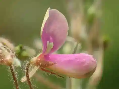 نبات Desmodium tortuosum في بيئته الطبيعية