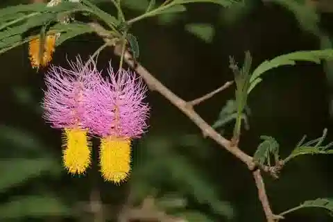 نبات Dichrostachys cinerea في بيئته الطبيعية