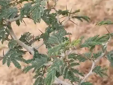 نبات Faidherbia albida في بيئته الطبيعية
