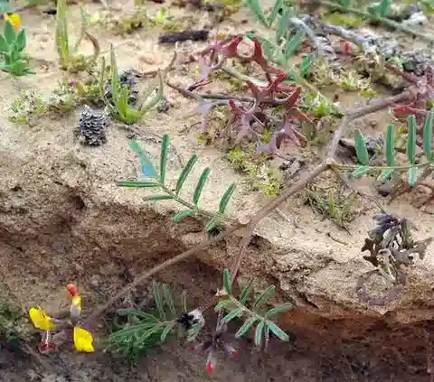 نبات Hippocrepis areolata في بيئته الطبيعية