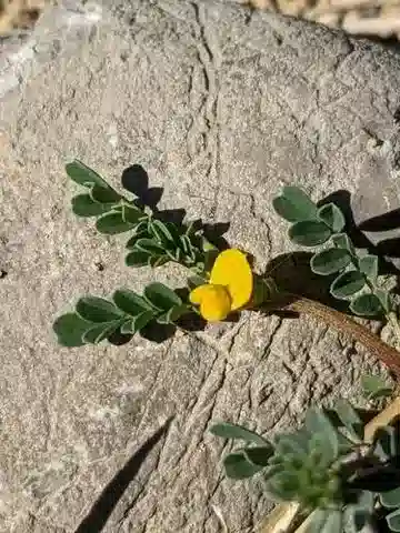 نبات Hippocrepis biflora في بيئته الطبيعية