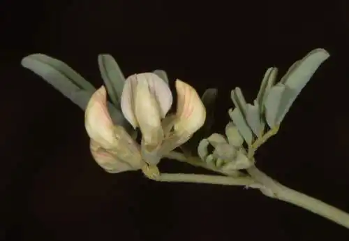 نبات Hippocrepis constricta في بيئته الطبيعية