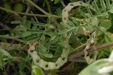 نبات Hippocrepis cyclocarpa في بيئته الطبيعية