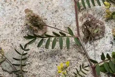 نبات Hippocrepis multisiliquosa في بيئته الطبيعية