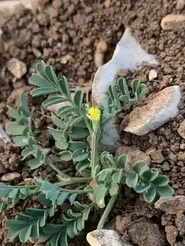 نبات Hippocrepis unisiliquosa subsp. unisiliquosa في بيئته الطبيعية