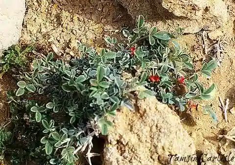 نبات Indigofera arabica في بيئته الطبيعية