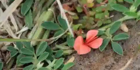 نبات Indigofera argentea في بيئته الطبيعية