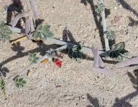 نبات Indigofera articulata في بيئته الطبيعية