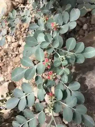 نبات Indigofera coerulea var. coerulea في بيئته الطبيعية