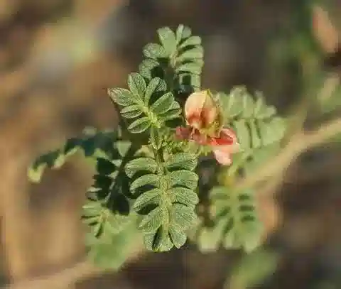 نبات Indigofera colutea في بيئته الطبيعية