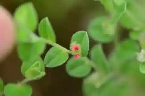 نبات Indigofera cordifolia في بيئته الطبيعية