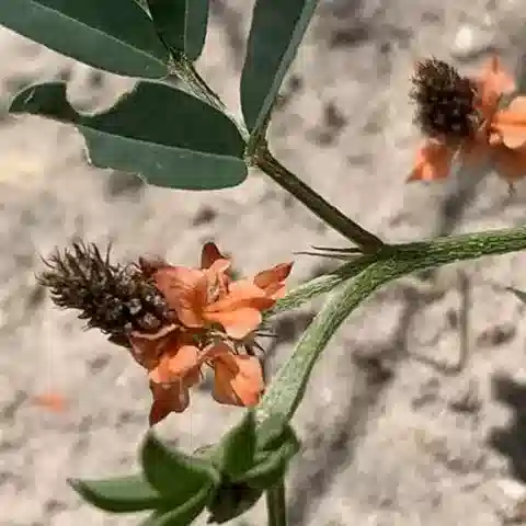 نبات Indigofera hochstetteri في بيئته الطبيعية
