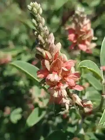 نبات Indigofera oblongifolia في بيئته الطبيعية