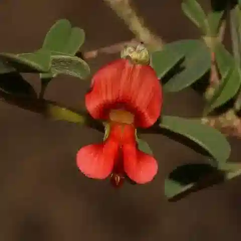نبات Indigofera sessiliflora في بيئته الطبيعية
