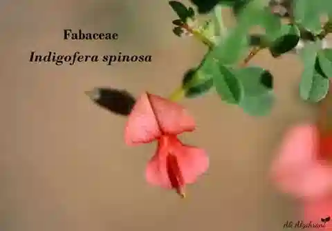 نبات Indigofera spinosa في بيئته الطبيعية