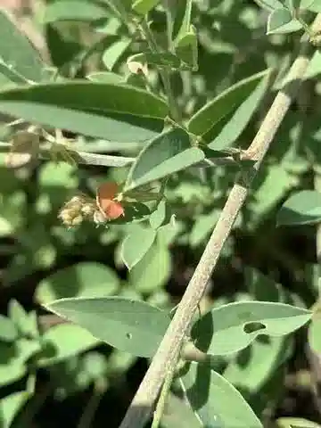 نبات Indigofera subulata var. subulata في بيئته الطبيعية