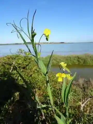 نبات Lathyrus annuus في بيئته الطبيعية