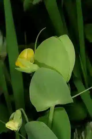 نبات Lathyrus aphaca في بيئته الطبيعية