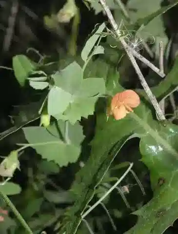 نبات Lathyrus fulvus في بيئته الطبيعية