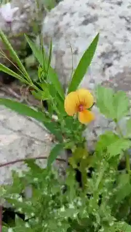 نبات Lathyrus gorgoni var. lineatus في بيئته الطبيعية