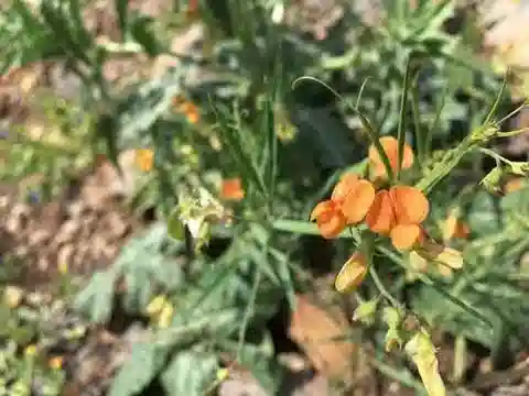 نبات Lathyrus hierosolymitanus في بيئته الطبيعية