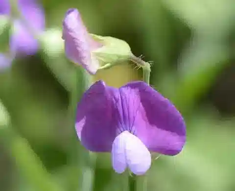 نبات Lathyrus hirsutus في بيئته الطبيعية