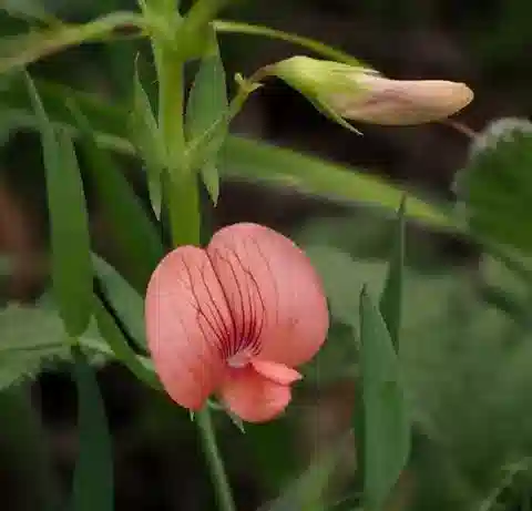 نبات Lathyrus marmoratus في بيئته الطبيعية