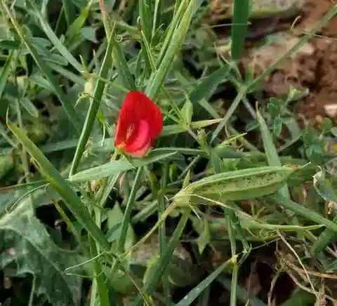 نبات Lathyrus pseudocicera في بيئته الطبيعية