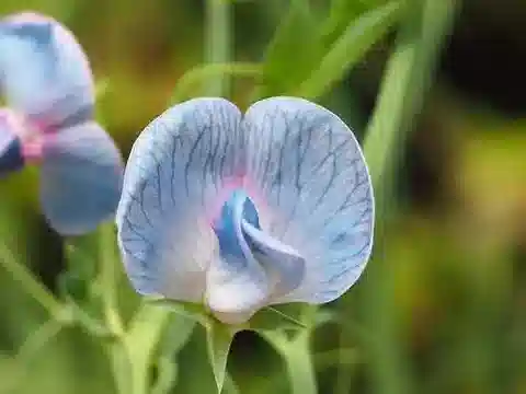 نبات Lathyrus sativus في بيئته الطبيعية