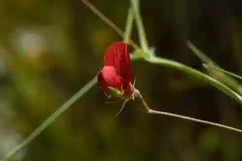 نبات Lathyrus setifolius في بيئته الطبيعية